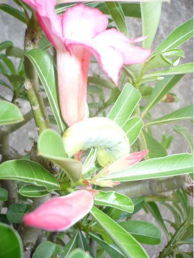  Phòng trừ sâu bệnh trên hoa sứ Thái Lan 