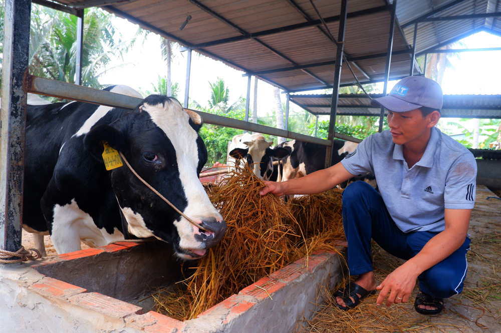 Thanh niên mỹ hưng khởi nghiệp hiệu quả từ mô hình nuôi bò sữa