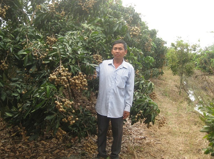 Hiệu quả mô hình “Thâm canh tổng hợp nhãn Ido” tại Long Hòa, huyện Bình Đại 