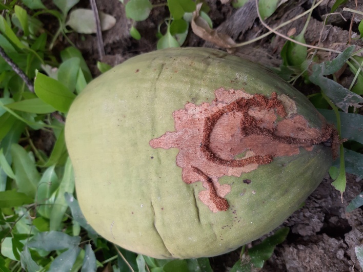 Sâu đầu đen - nổi lo của nông dân trồng dừa