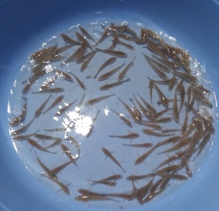 Kết quả nuôi thử nghiệm thương phẩm cá bống cát  (glossogobius aureus) trong ao tại tỉnh Bến Tre