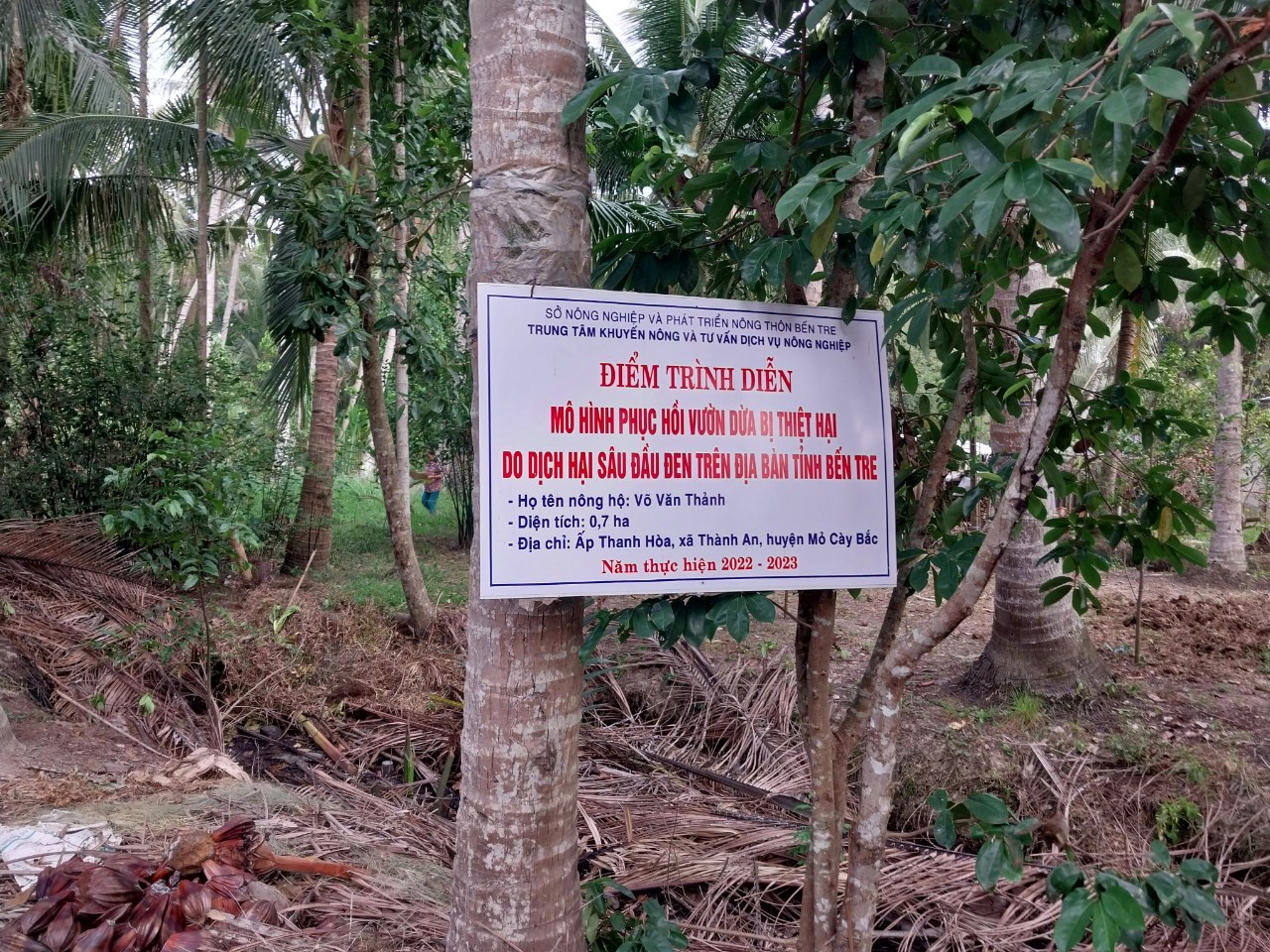 Hiệu quả bước đầu từ việc xây dựng mô hình phục hồi vườn dừa bị thiệt hại do dịch hại sâu đầu đen