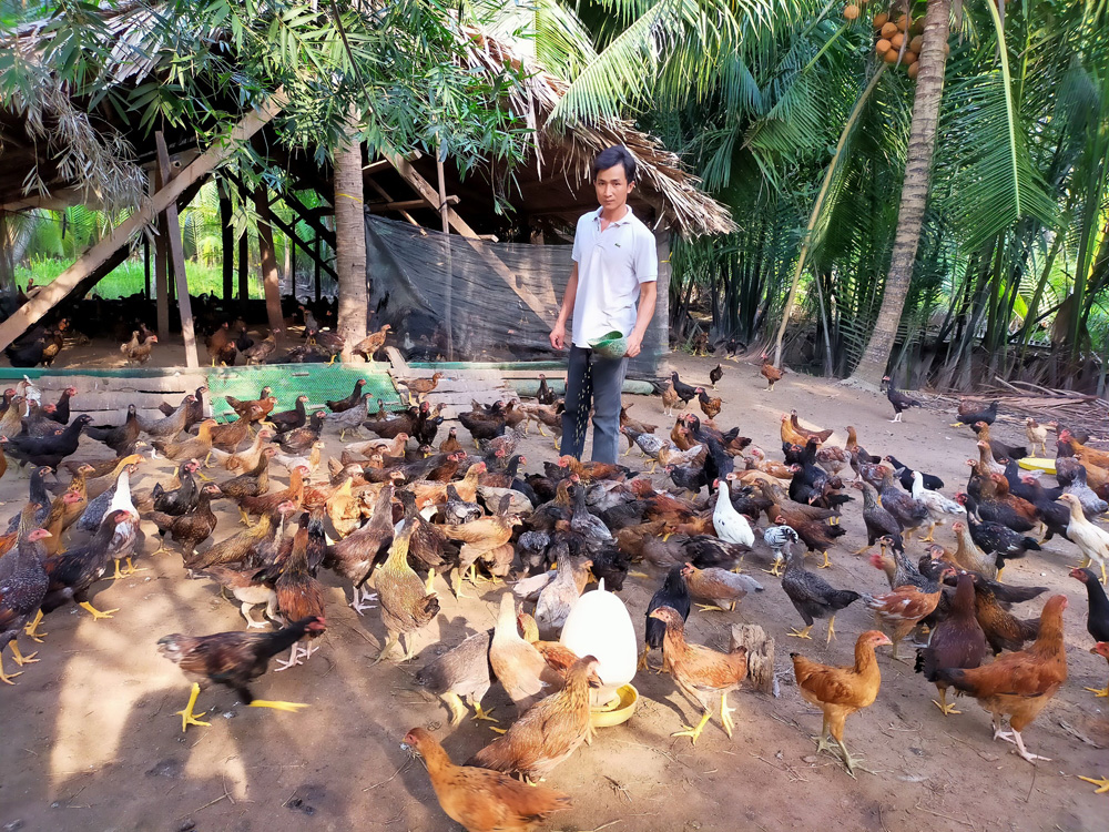 Anh Hồ Quốc Vương khởi nghiệp từ mô hình nuôi gà thả vườn