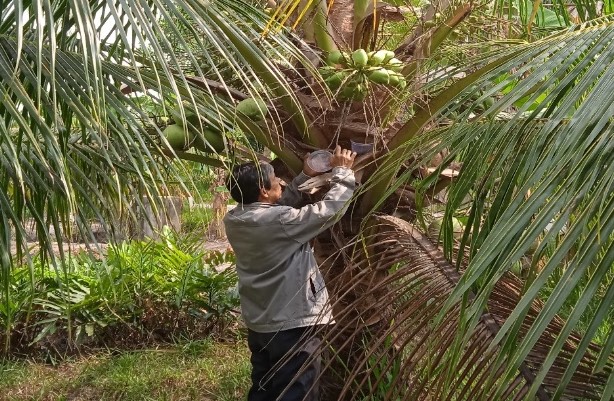 Huyện Mỏ Cày Bắc: 95% diện tích dừa bị sâu đầu đen phá hoại phục hồi