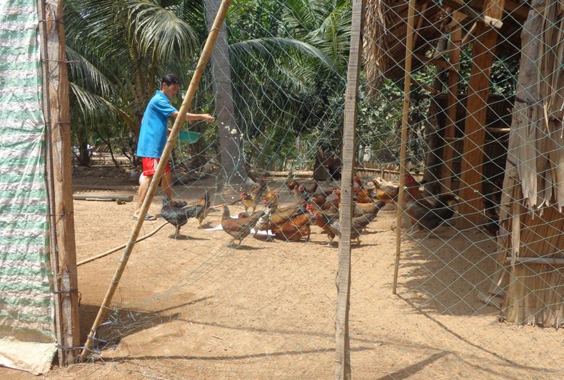 Nhìn lại một năm hoạt động của tổ hợp tác nuôi gà an toàn sinh học ấp Thanh Phước 