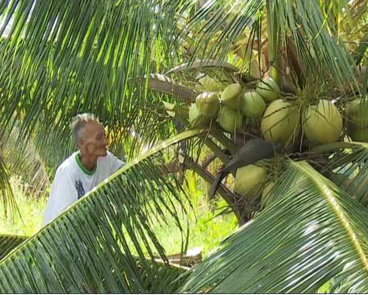 Nông dân phấn khởi vì giá dừa khô tăng mạnh 