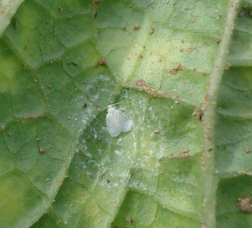 Phòng trừ bọ phấn trắng gây hại trên cà tím 