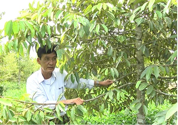  Chợ Lách chú trọng phát triển cây đầu dòng 