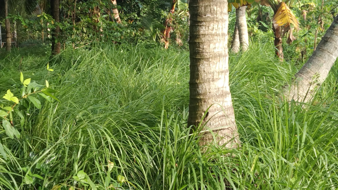 Một số giống cỏ và cây trồng thích hợp trồng xen trong vườn dừa dùng làm thức ăn cho gia súc