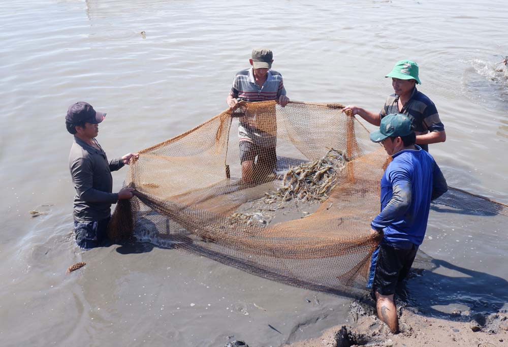 Hỗ trợ hội viên nông dân huyện Thạnh Phú, tỉnh Bến Tre khởi nghiệp hiệu quả