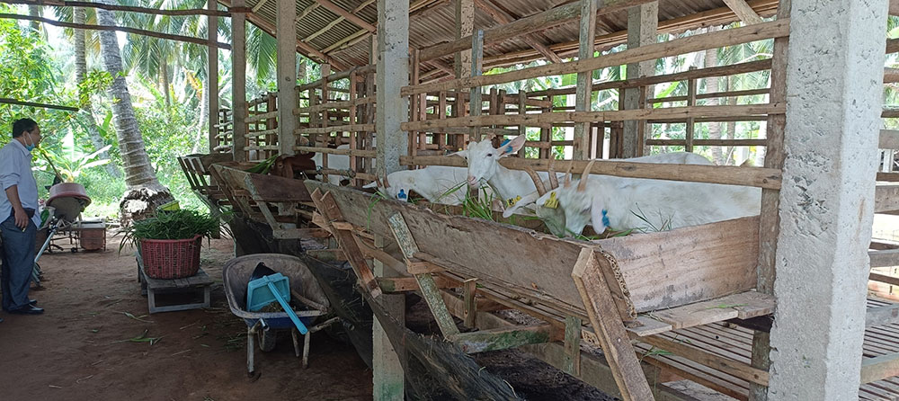 Bà con xã Hưng Phong, huyện Giồng Trôm, tỉnh Bến Tre vừa nhận 66 con dê sữa giống