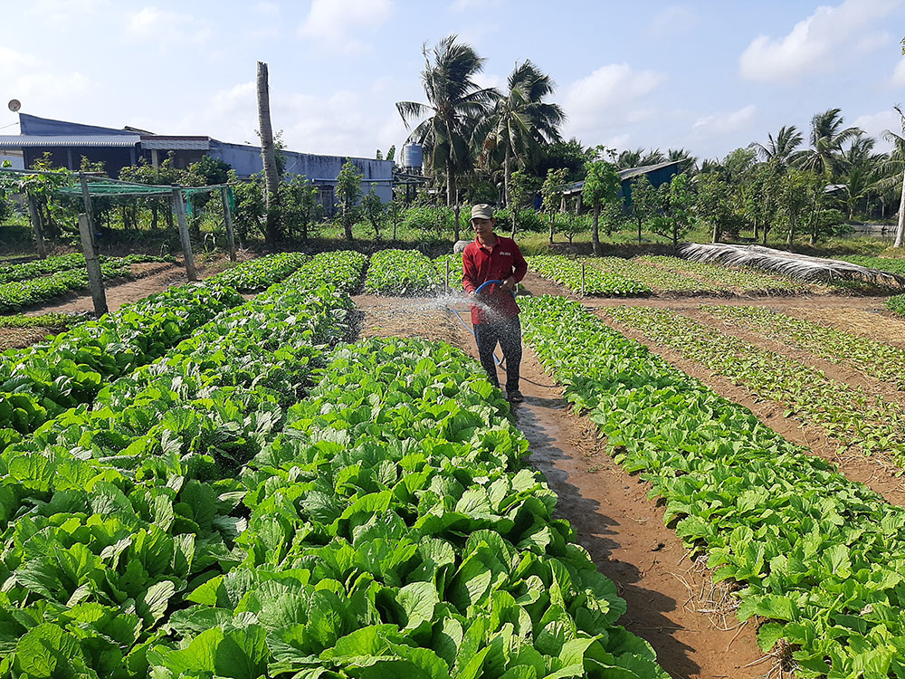 Nông dân Thạnh Phú tích cực phát triển kinh tế - xã hội