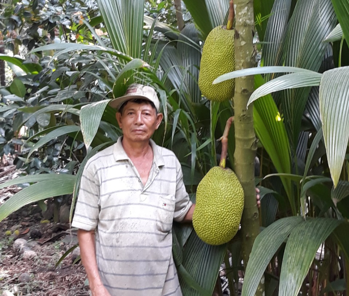 Mô hình trồng mít xen trong vườn dừa cho thu nhập cao