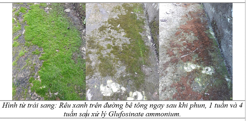 Giải pháp trừ rong rêu trên đường giao thông nông thôn bằng thuốc trừ cỏ Glufosinate ammonium 