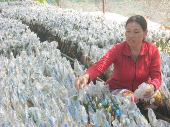 Chị Nguyễn Thị Hừng vươn lên từ nghề sản xuất cây giống 