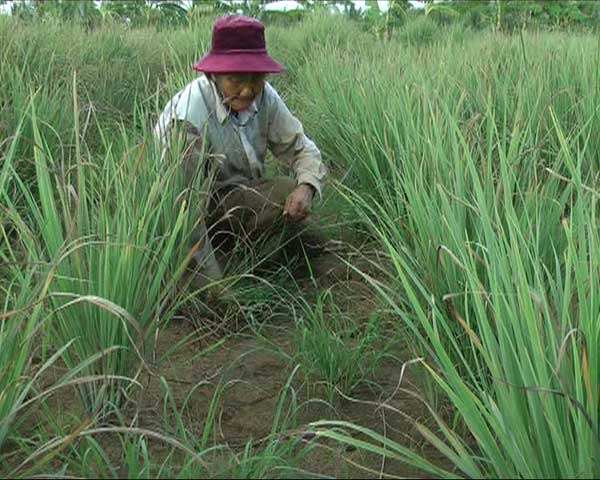 Mô hình trồng sả đạt hiệu quả kinh tế cao của bà Phạm Thị Nhiên 
