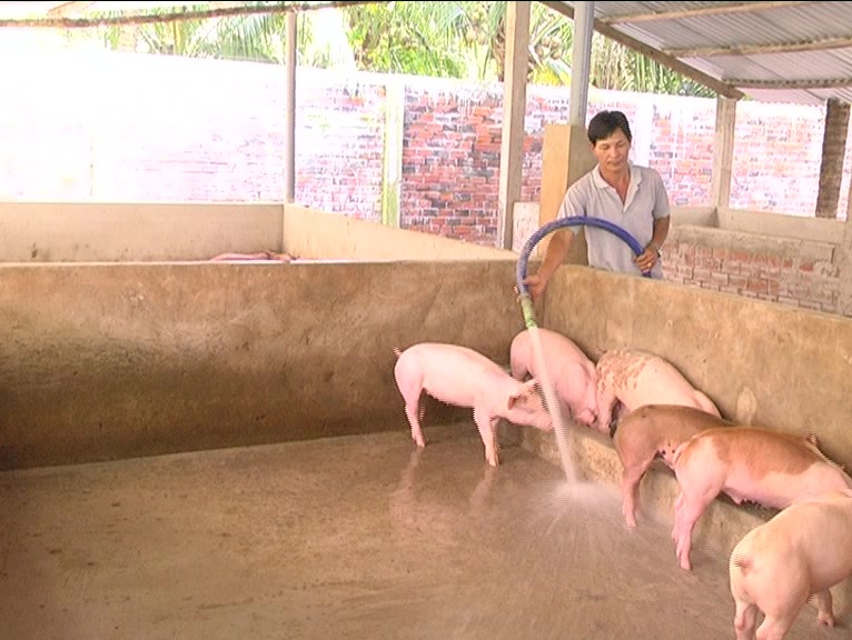  Nông dân Nguyễn Văn Nhịn thoát nghèo nhờ chăn nuôi giỏi 