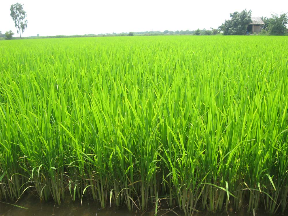Kỹ thuật canh tác giống lúa nàng keo trên nền đất nuôi tôm huyện Thạnh Phú