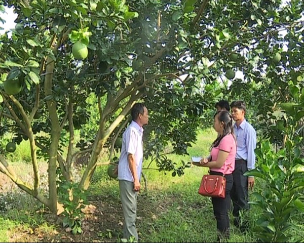  Bình Đại: Nhân rộng diện tích trồng bưởi xen dừa xã Châu Hưng 