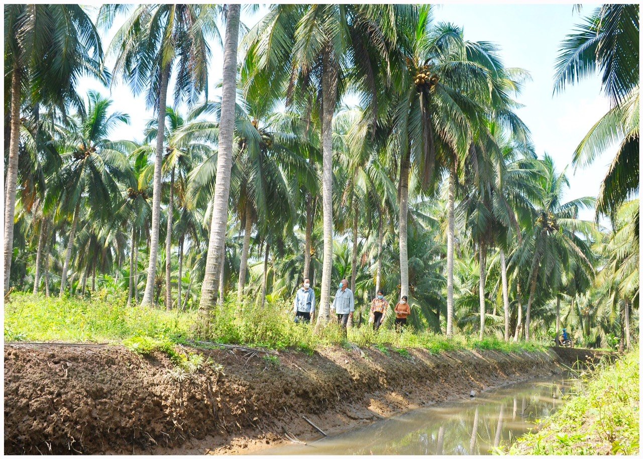 Đẩy mạnh phát triển vườn dừa hữu cơ, kinh tế hợp tác trong ngành dừa trên địa bàn tỉnh