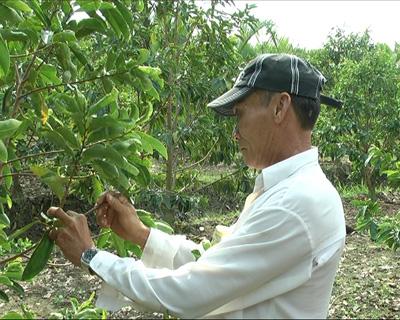 Xã Phú Vang phát triển hiệu quả mô hình trồng mãng cầu xiêm ghép gốc bình bát 