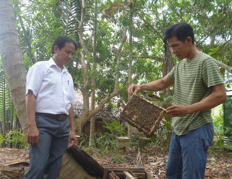 Mô hình nuôi ong mật trong vườn dừa đạt hiệu quả cao 