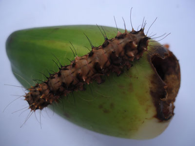  Một loài sâu mới xuất hiện và gây hại trên trái dừa 