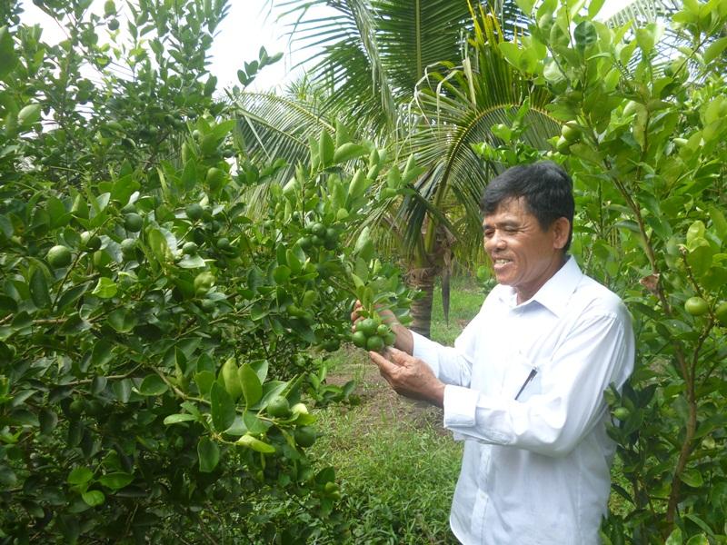 Lương Qưới, cây chanh phủ xanh vườn dừa 