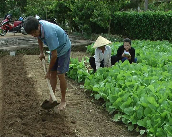Nông dân xã Phú Long thoát nghèo nhờ trồng rau màu 