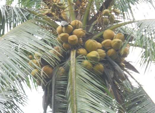 Một số vấn đề cần quan tâm trong thâm canh dừa hiện nay 