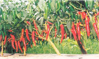 Hiệu quả sản xuất cây ớt trong mùa mưa