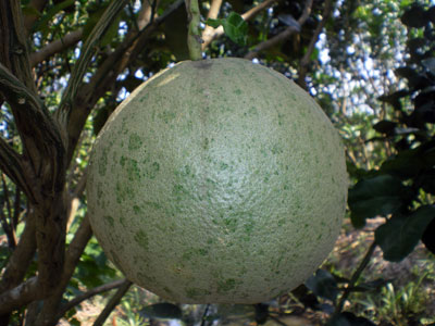 Phòng trừ nhện hại trên cây có múi trong mùa nắng nóng