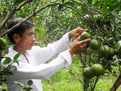 Anh Phạm Văn Bình vươn lên từ cây cam sành