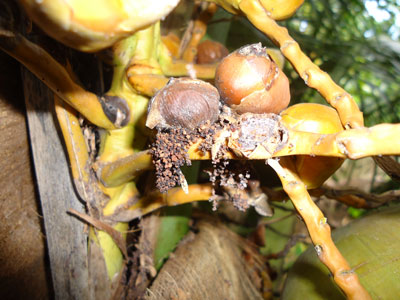 Sâu đục trái dừa-sâu hại mới đang phát triển trên vườn dừa 