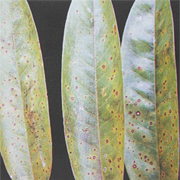 Bệnh đốm lá Phomopsis