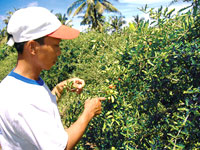 Kinh nghiệm trồng sơ ri của nông dân Trần Văn Hữu