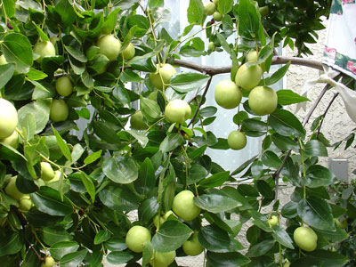 Kỹ thuật trồng táo