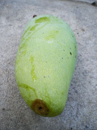 Phòng trừ sâu đục trái xoài (Deanolis albizonalis )