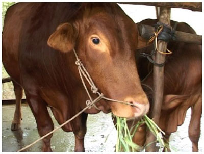 Bình Đại tham gia Dự án phát triển đàn bò thịt chất lượng cao