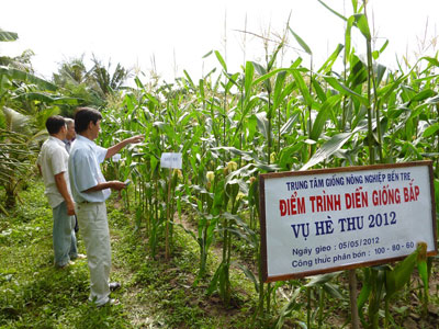 Mỏ Cày Nam hội thảo đánh giá giống bắp trình diễn vụ hè thu năm 2012