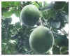Chợ Lách không còn diện tích vườn bưởi bị nhiễm sâu đục trái nặng