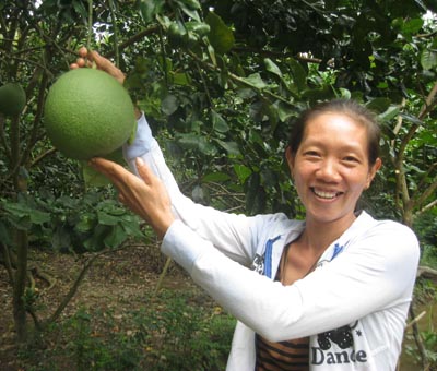 Kinh nghiệm trồng bưởi da xanh đạt năng suất, chất lượng cao không nhiễm sâu bệnh của hộ chị Trần Thị Thanh Tuyền
