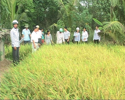 Bình Đại-nông dân vùng ngọt hóa xã Thạnh Trị đánh giá cao giống lúa cao sản OM-9921 