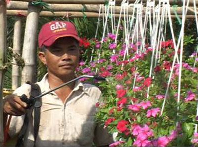 Hoa dừa cạn bước đầu đem lại hiệu quả kinh tế cao cho người sản xuất hoa kiểng