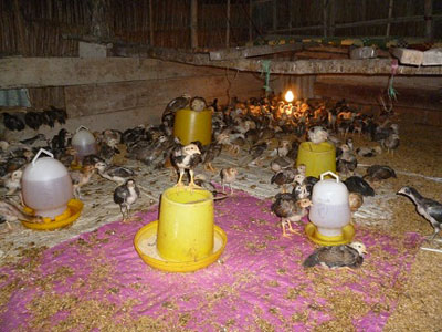 Nhiều nông hộ áp dụng thành công mô hình nuôi gà an toàn sinh học bằng đệm lót sinh thái
