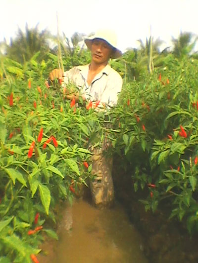 Nông dân Thới Lai với 1 công đất trồng ớt chỉ thiên và 60 triệu đồng