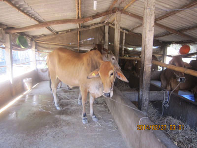 Ứng dụng khoa học kỹ thuật lai tạo thành công trên đàn bò tại Ba Tri