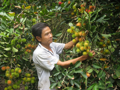Nông dân Lê Văn Ngưng thành công với mô hình cây chôm chôm vụ nghịch